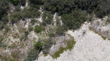 İnsansız hava aracı okyanus dalgaları, sahil ve kıyı bitkilerini yakalar.