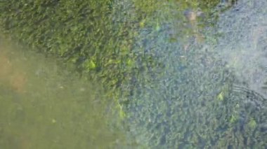 Yüzen beyaz nesneyle yosunlu su yüzeyi