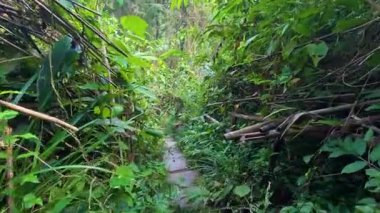 Dar bir orman yolu yoğun yapraklarla çevrili.