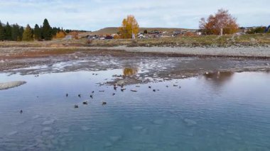İnsansız hava aracı görüntüleri Tekapo Gölü 'nün sakin manzarasını ördekler, sonbahar yaprakları ve sakin bir göl kenarı ortamı ile yakalar.