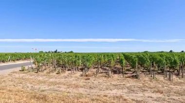 Pauillac, Fransa 'daki üzüm bağından geçen araba.