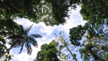 Orman ve gökyüzü manzarası