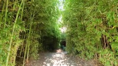 Hayvanat bahçesinde yemyeşil bambular arasında yürürken