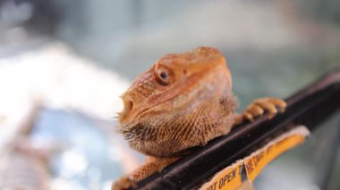 Sakallı bir ejderha teraryumun kenarına tünemiş merakla bakıyor. Parlak ışıklandırma desenli pullarını vurgular