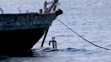 Balıkçıl tekneye tünemiş, arka planda dalgalar