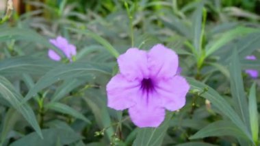 Doğada açan mor çiçeğin hızlandırılması