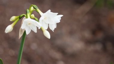 Çiçek açan kağıttan beyaz Narcissus çiçeklerine yakın plan