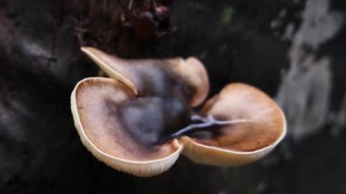 Ağaç gövdesinde büyüyen mantarın hızlandırılması