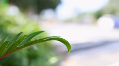 Bulanık kentsel geçmişe sahip bir fildişi yaprağının yakın çekimi, şehir ortamındaki doğal güzellikleri yakalıyor.