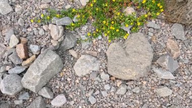 Kıyı kireçtaşında erozyon ve bitki büyümesi