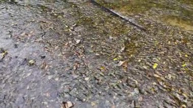 Sakin bir nehir çakıl taşlarının üzerinden akar, doğal ışıkla yakalanır, tropikal bir ortamda hafif su hareketleri sergiler.