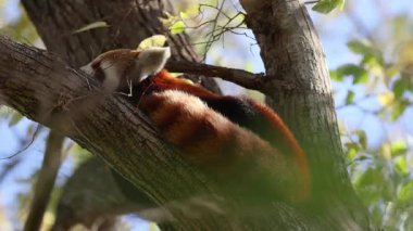 Kızıl tilki bir ağaç dalında dinleniyor