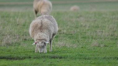 bir alanda çim yeme koyun