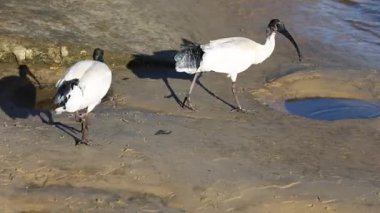 Ibis ve martı plajda yiyecek arama ve etkileşim içindeler.