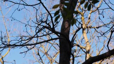 Ağaç dalları açık mavi gökyüzüne karşı sallanıyor