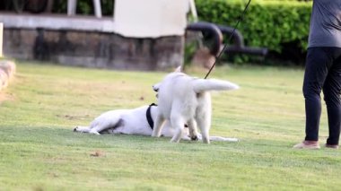 Köpekler parkta etkileşime girip oynuyorlar.