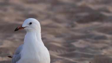 Martı kumlu sahilde duruyor, etrafa bakıyor.