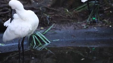 Kaşık faturası su kenarında tüyleri kabartma