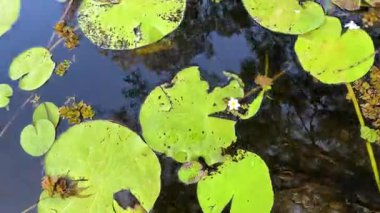 Nilüfer yaprakları gölette yüzer