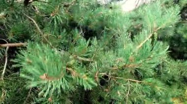 Çam dalları rüzgarda hafifçe hareket ediyor.