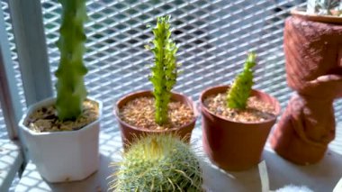 Kil kaplarda yetişen yeşil kaktüsler