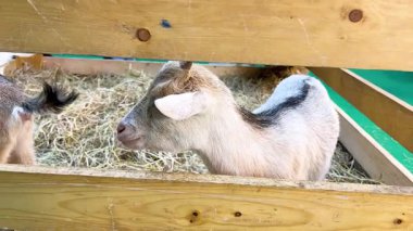 Bir kalem içinde keçiler, etkileşim ve keşif çevresi