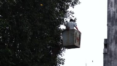 Ağaç dallarını budamak için vinç işçisi