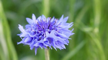 Close-up of a cornflower in bloom