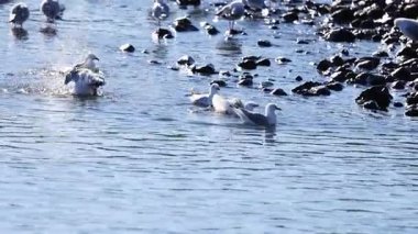 Martılar Akaroa, Yeni Zelanda 'nın güneşli sularında kayalık kıyılar ve nazik dalgalar arasında neşeyle etkileşim halindedirler.