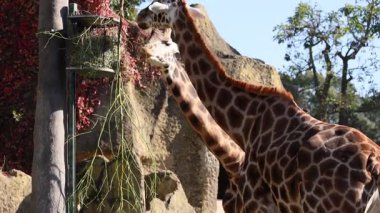 Hayvanat bahçesinde yeşilliklerle beslenen zürafa.
