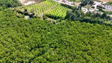 İnsansız hava aracı görüntülerinde Phang Nga, Tayland 'da güpegündüz yemyeşil mangrovlar, tarlalar ve dolambaçlı yollar görülüyor.