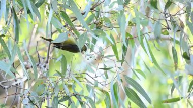 Kuş okaliptüs yapraklarının arasına tünemiş.