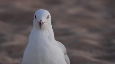 Martı kumlu sahilde duruyor, etrafa bakıyor.