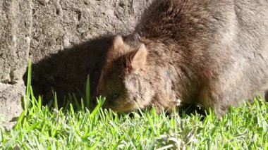 Quokka taş duvarın yanında ot yiyor.