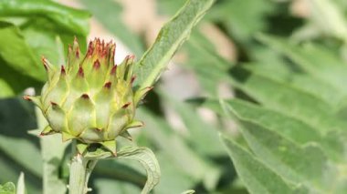 Bahçedeki enginar bitkisinin yakın çekimi.