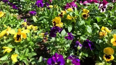 Bahçedeki canlı çiçeklerin arasında hareket eden arı.