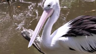 Suyun yanında duran bir pelikan.