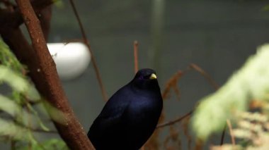 Satin Bowerbird bir dala tünedi