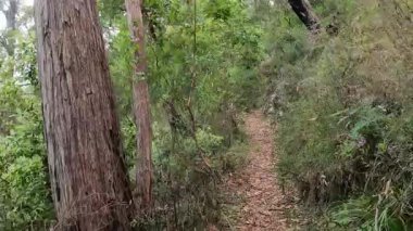 Sakin, ağaçlık bir patika boyunca bir yürüyüş.