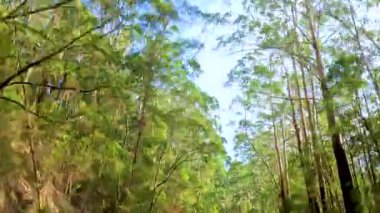 Canlı bir ormanda sakin bir yolculuk, yükselen ağaçlar ve benekli güneş ışığı, barışçıl ve sarsıcı bir deneyim yaratıyor.