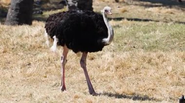 Hayvanat bahçesinde küçük kuşların yanında yürüyen devekuşu.