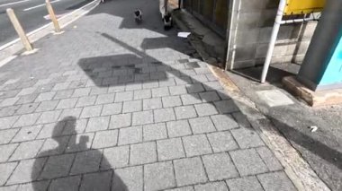 Kaldırımda yürüyen iki köpek.