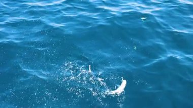 Phuket, Tayland 'ın mavi sularından gün ışığında bir balık yakalanıyor ve çekiliyor.