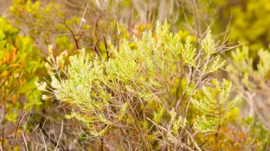 Bereketli yeşil çalılar, doğal güneş ışığı altında kıyı esintisinde yavaşça sallanarak, Avustralya, Barwon Heads 'in huzurlu özünü yakalıyorlar.