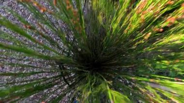 Yeşil yemyeşil bir çalılığın yakın görüntüsü