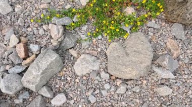 Kıyı kireçtaşında erozyon ve bitki büyümesi