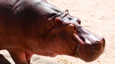 Pigme su aygırı Tayland 'daki çevresini keşfediyor.