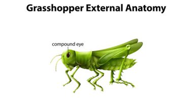 Çekirgenin dış vücut parçalarının ayrıntılı etiketlemesi