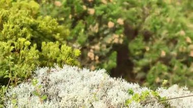 Bulanık arka planı olan yeşil ve beyaz çalılar