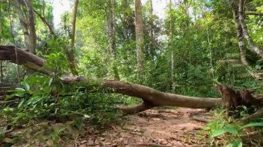 Devrilen bir ağaç tarafından engellenen bir patika.